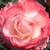 Biało - czerwony - Róża wielkokwiatowa - Hybrid Tea - Nostalgie®
